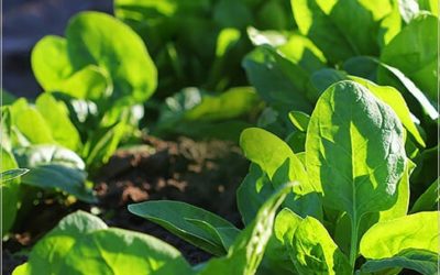Restek – Fast, direct analysis of polar pesticides in spinach