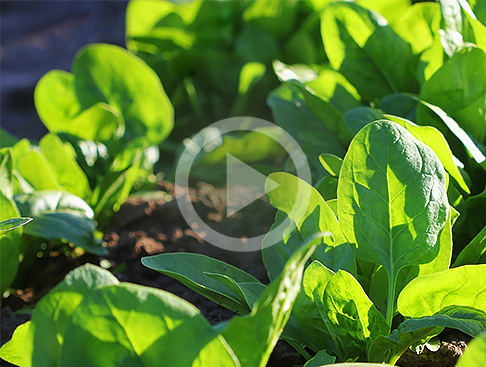 {07dc77dc-5d05-4658-98e7-8c12d7abf45b}_teaser-advantage-video-pesiticides-in-spinach