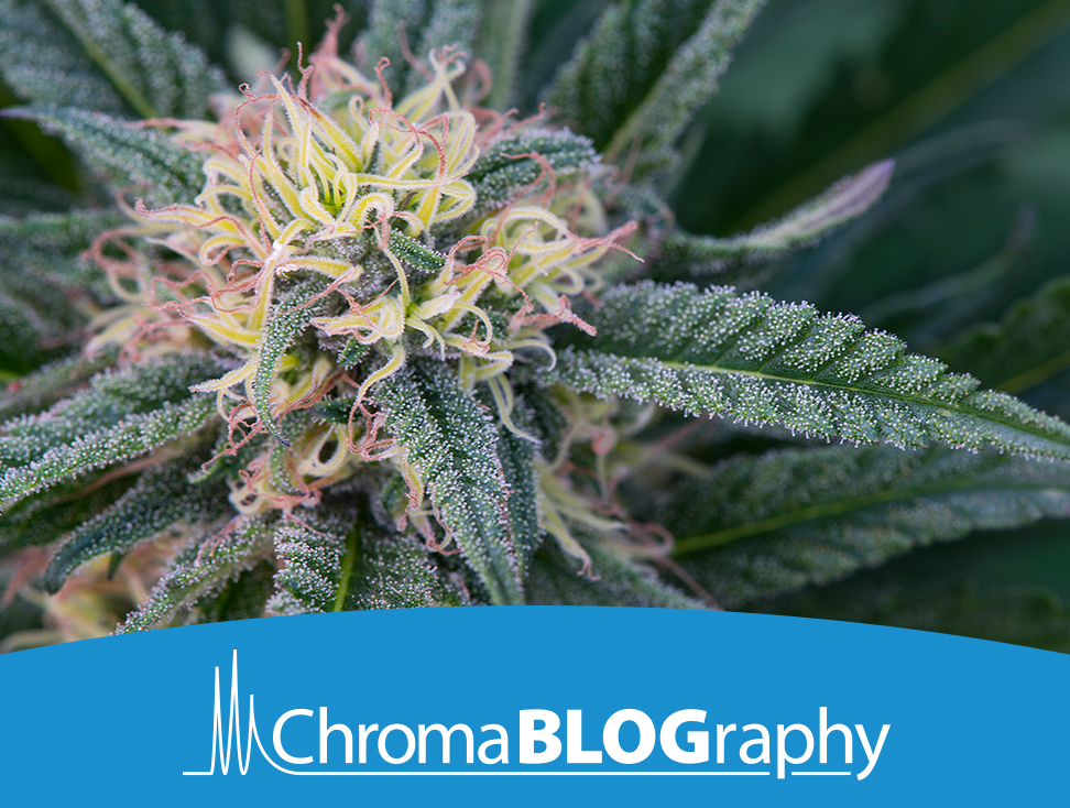 {8a3b28f5-5680-4b6d-ab82-09eb5722ec91}_teaser-advantage-blog-flavinoids-will-they-become-the-next-routine-cannabis-test