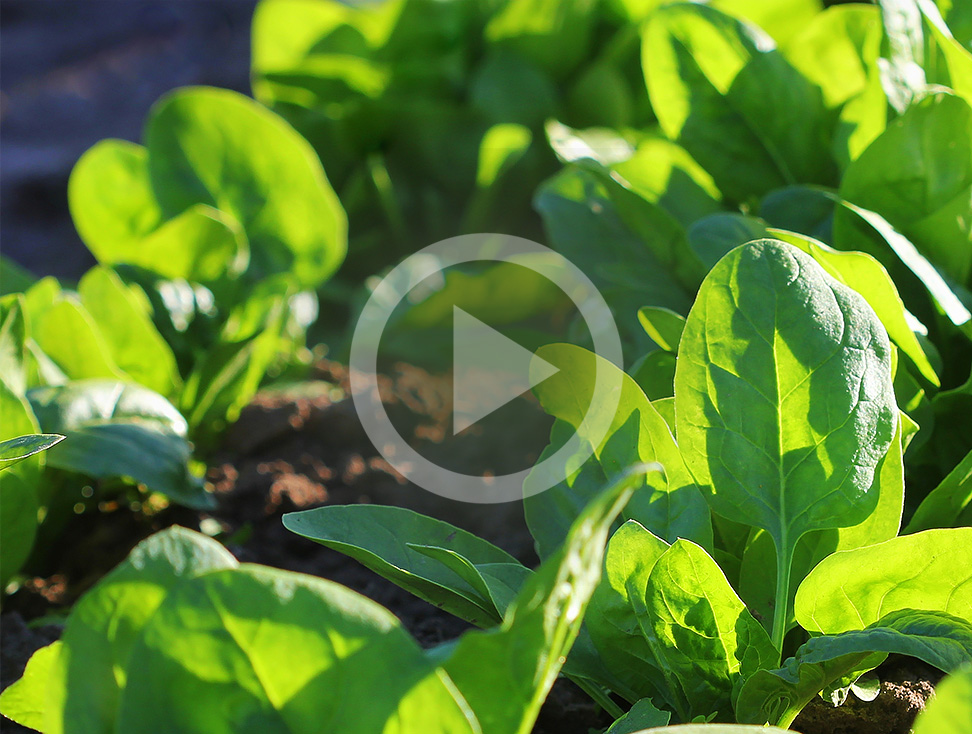 {9f1a85d4-c0c8-49bd-b251-25650c3c7f67}_teaser-advantage-video-pesticides-in-spinach
